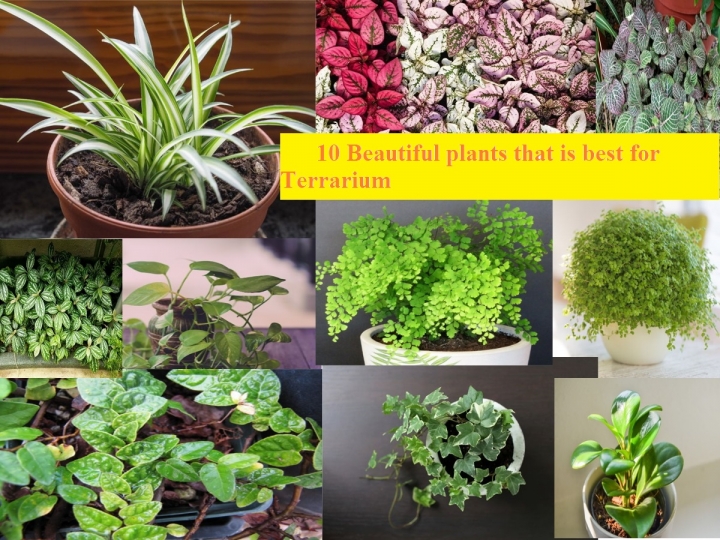 10 Beautiful plants that are best for Terrarium