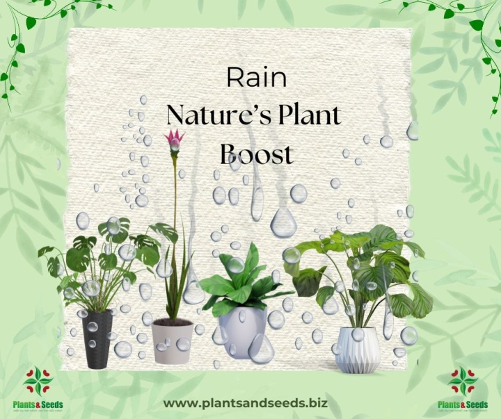 Rain: Nature’s Plant Boost