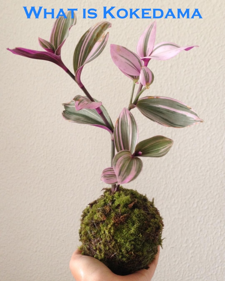 What is Kokedama?