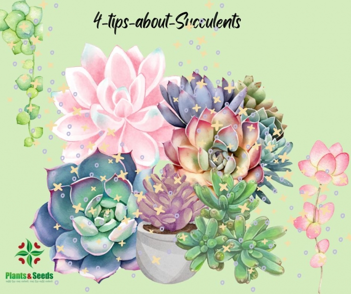 4-tips-about-Succulents 