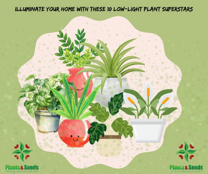 Illuminate your home with these 10 low-light plants superstars