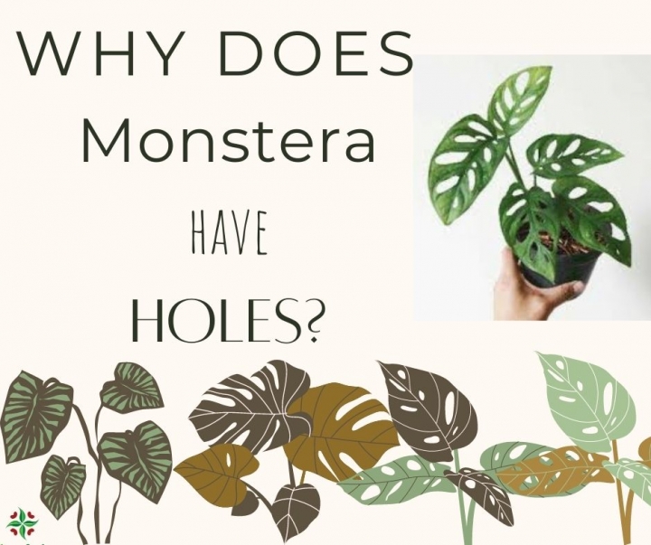 Why does Monstera have holes?