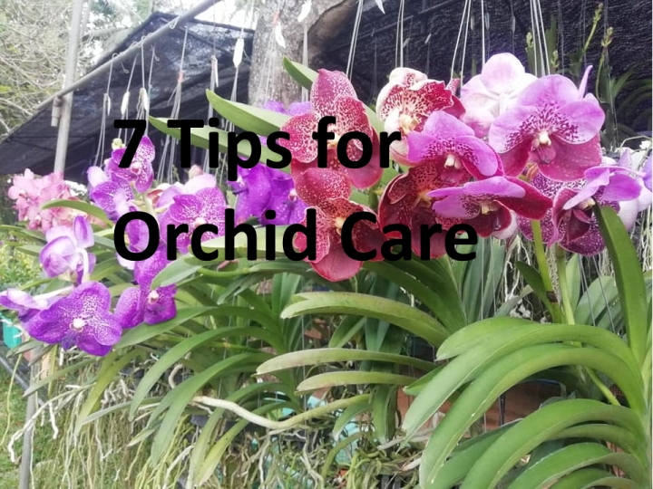 Orchid Care: 7 Points to Remember 