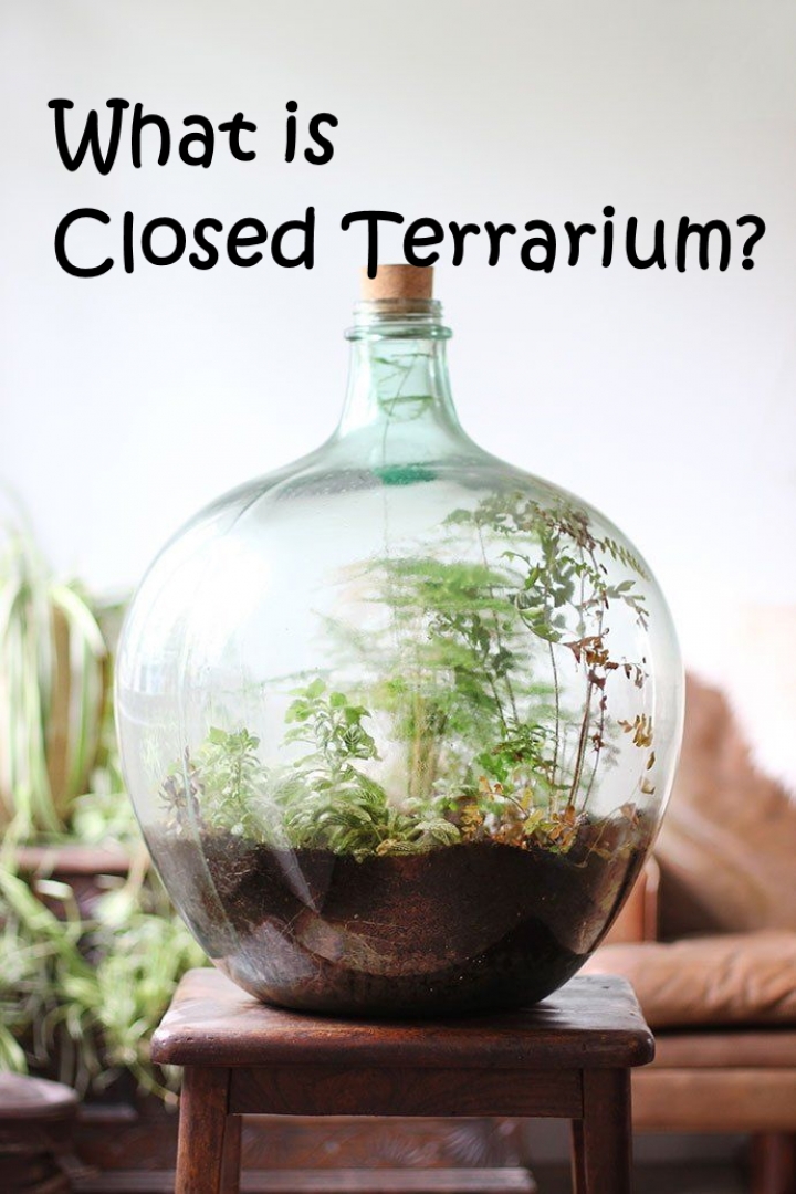 What is a Closed Terrarium Plants And Seeds