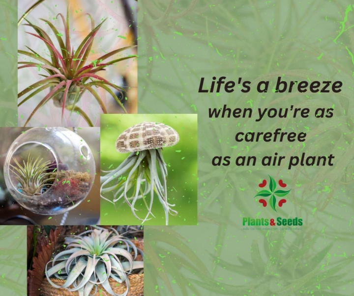 In a world full of roots, be an air plant – thriving without being tied down.