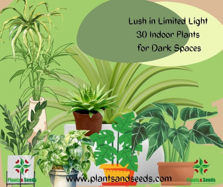 Lush in Limited Light 30 Indoor Plantsfor Dark Spaces