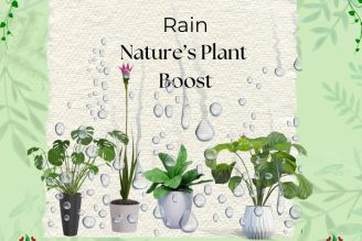 Rain: Nature’s Plant Boost