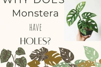 Why does Monstera have holes?