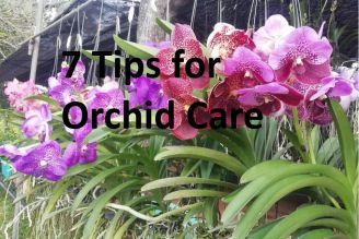 Orchid Care: 7 Points to Remember 