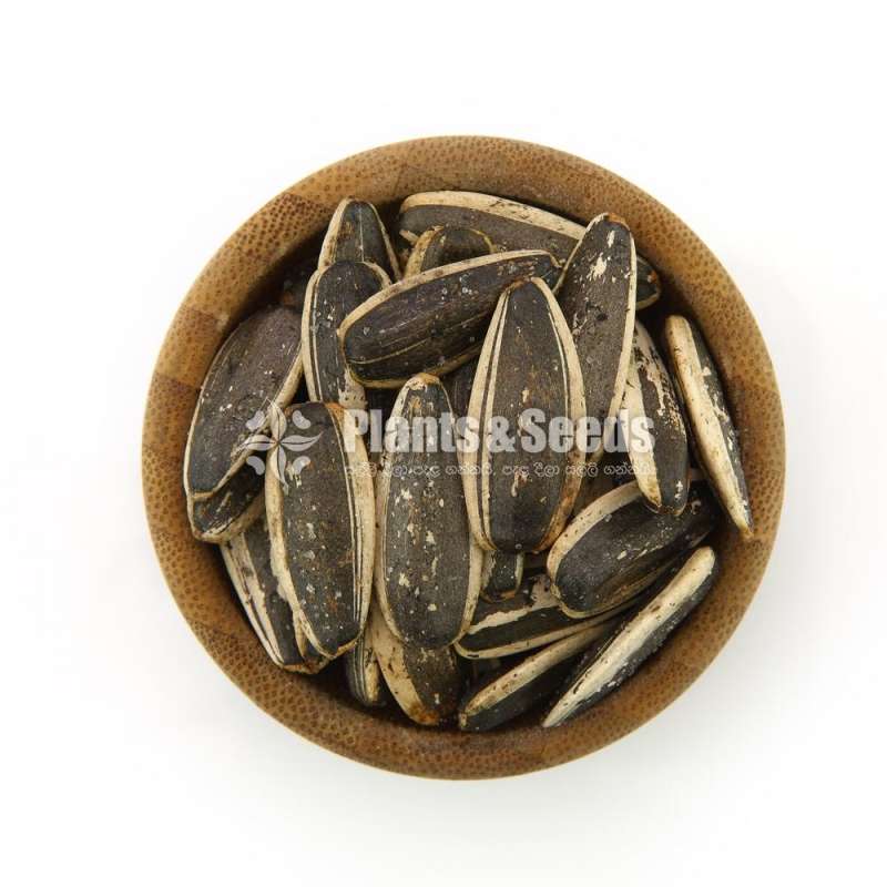 Sunflower seeds / සුරියකාන්ත ඇට  /  சூரியகாந்தி விதைகள்