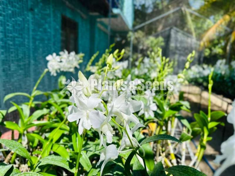 White Orchid Plant Available 