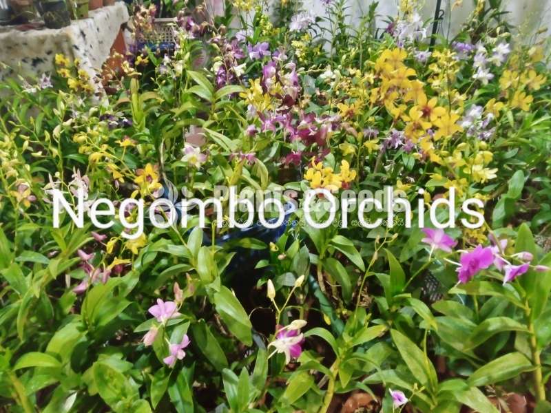 Orchids (all kind of imported orchid verities) 