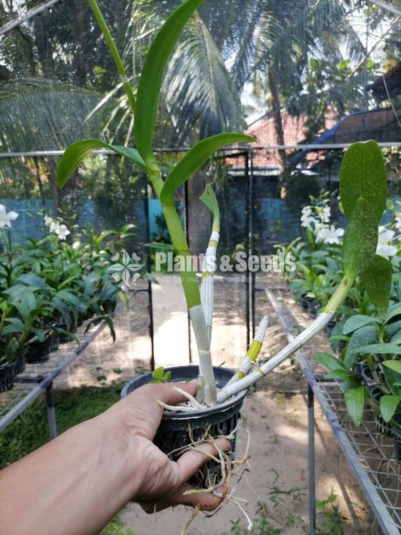 White Orchid Plant Available 