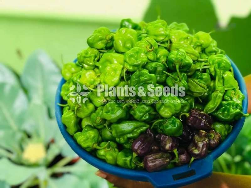 Scotch Bonnet Plant නයි මිරිස් පැල