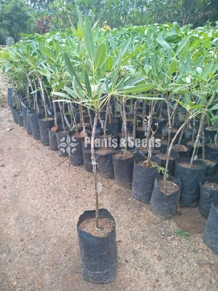 Tabebuia aurea- Out Door Plants