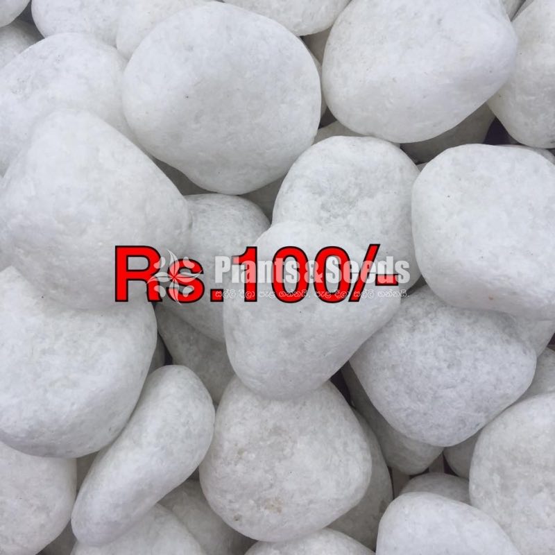 (Fancy Stones)-100