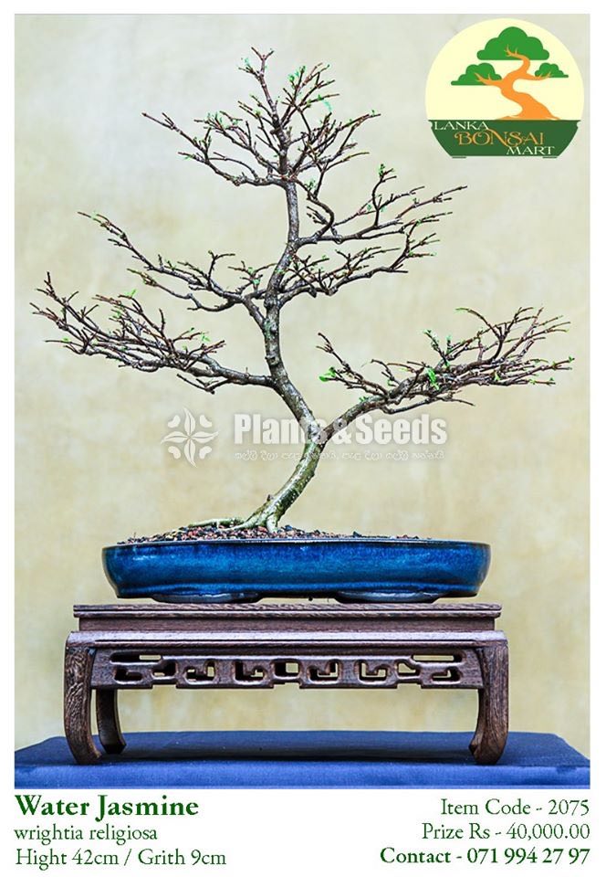 Water Jasmine Bonsai