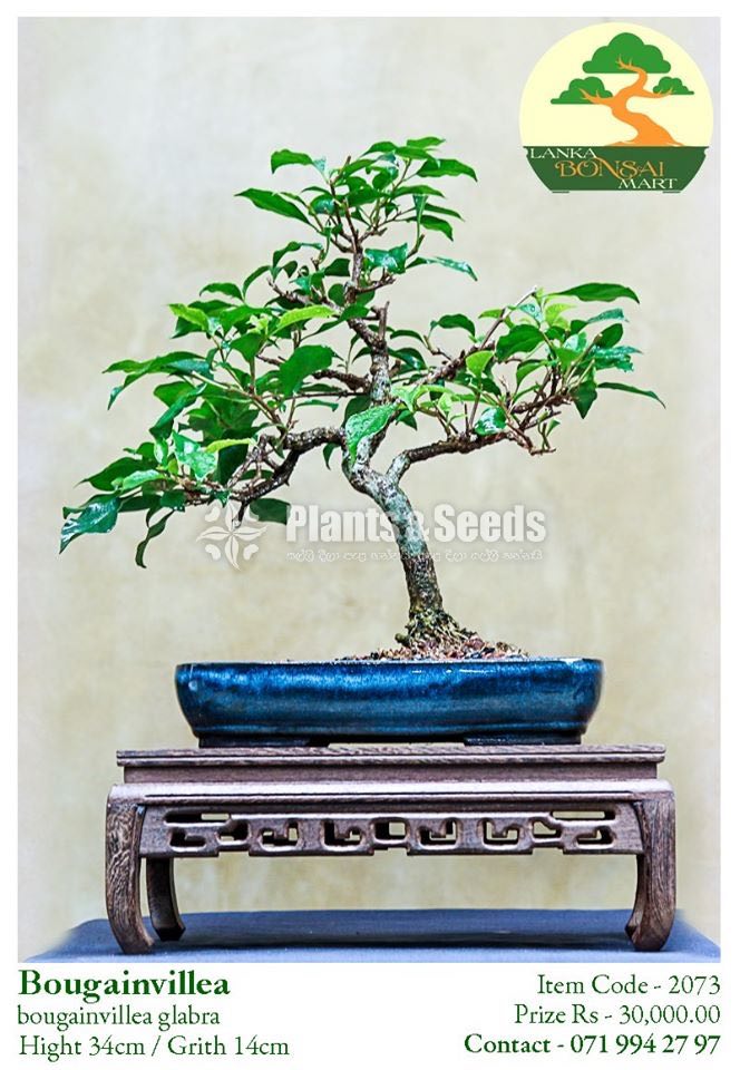 Bougainvillea Bonsai