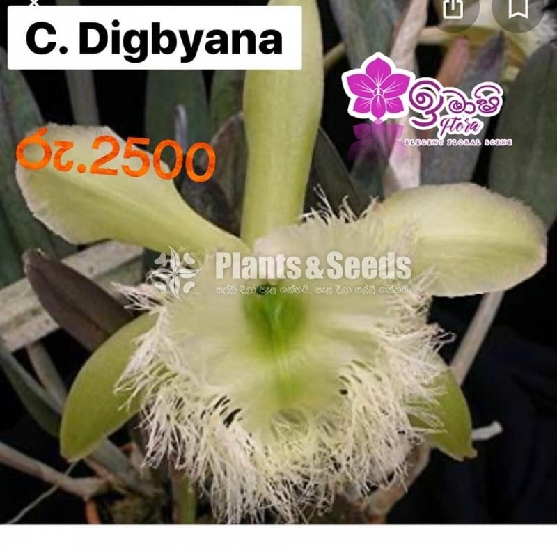 Cattleya.Digbyana