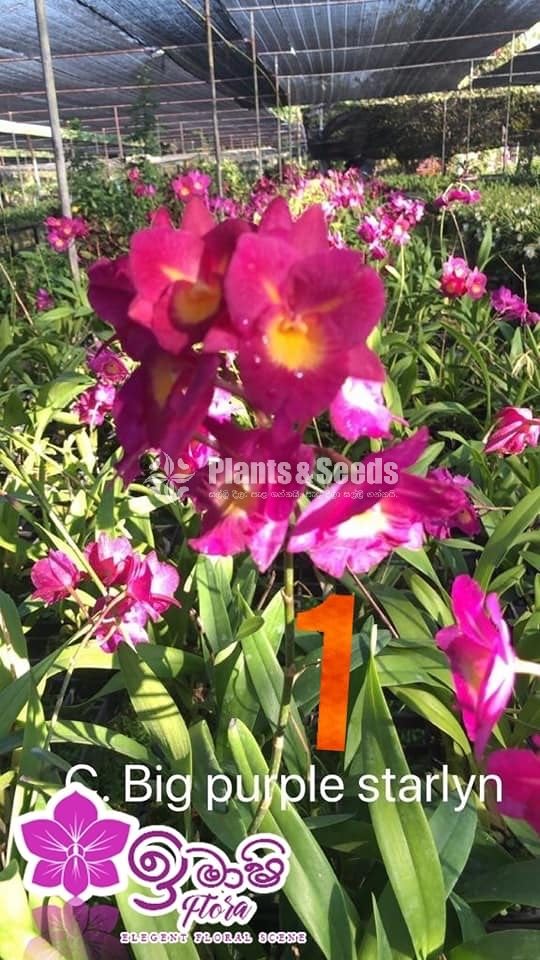 Cattleya Orchids 