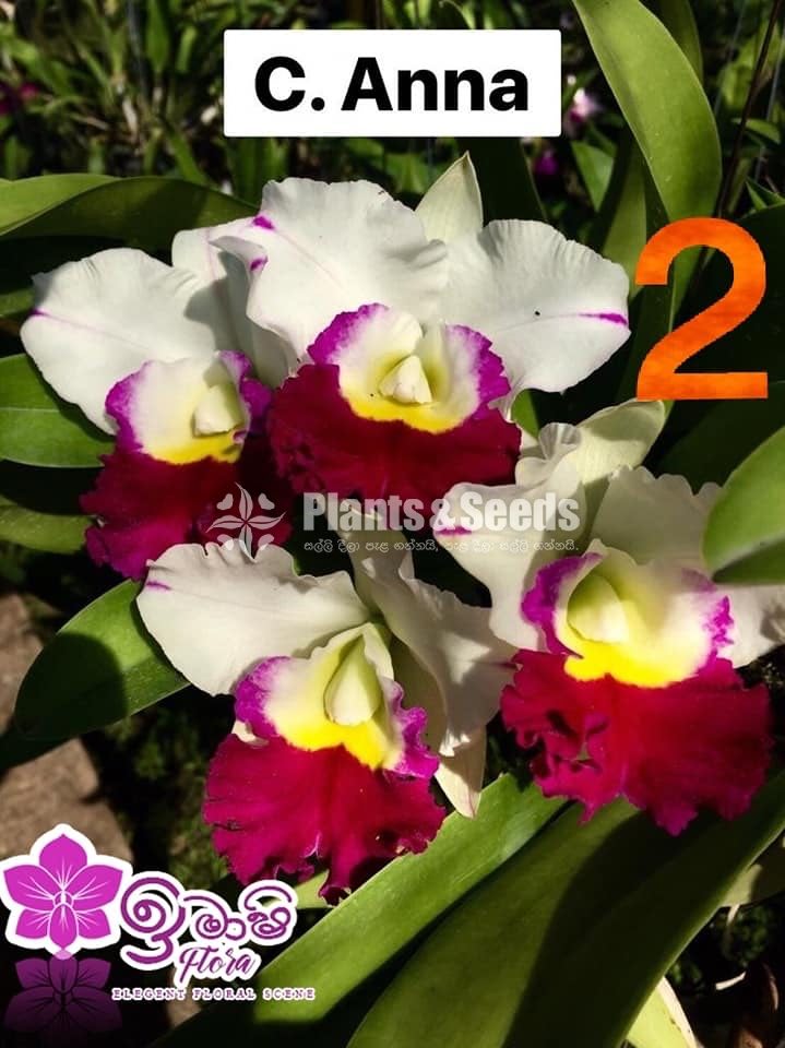 Cattleya Orchids 