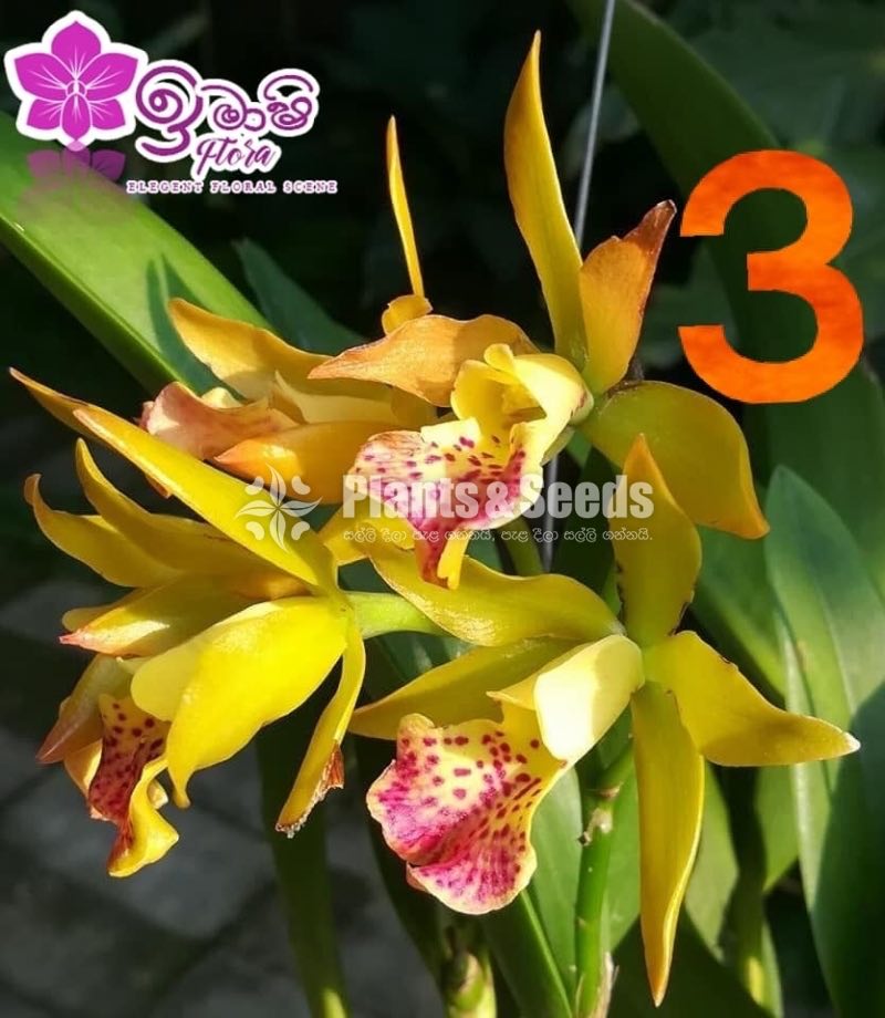 Cattleya Orchids 