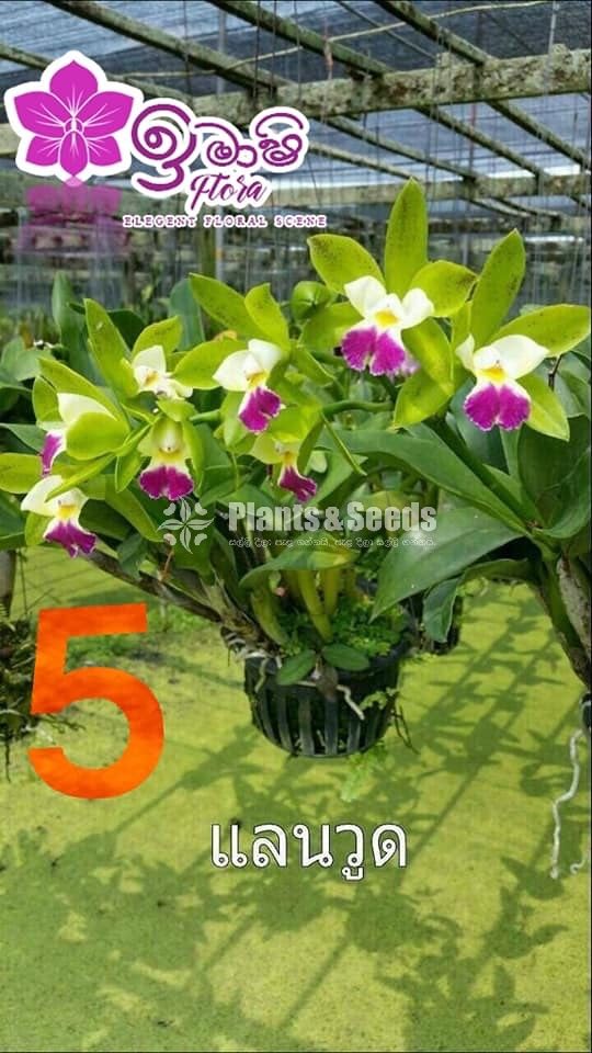 Cattleya Orchids 