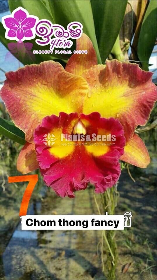 Cattleya Orchids 