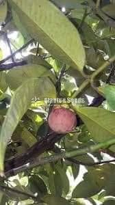 Bud Fruit Plants