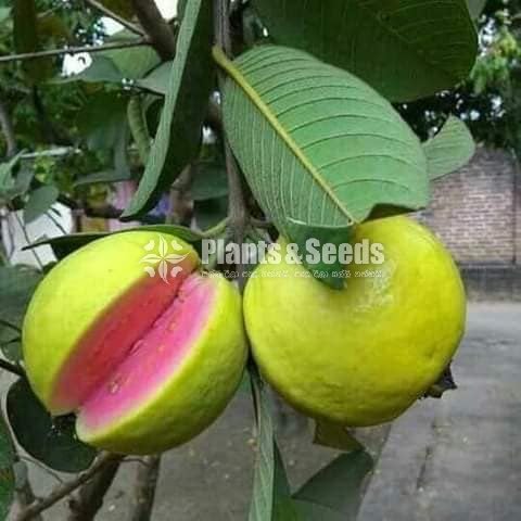 Bud Fruit Plants