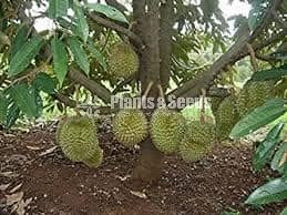 Bud Fruit Plants