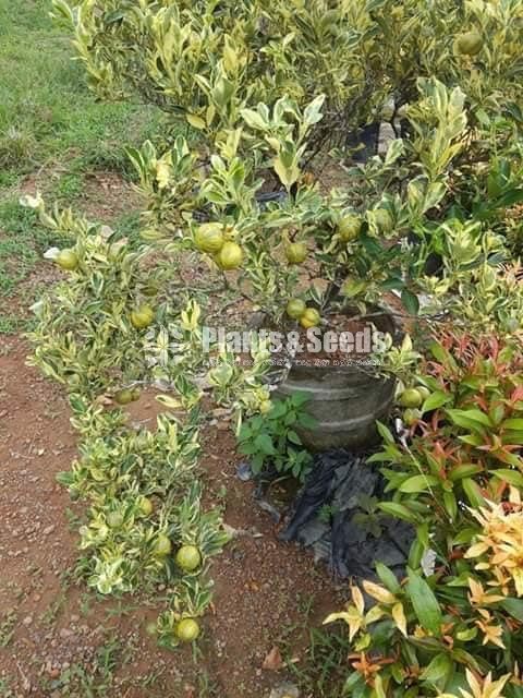 Bud Fruit Plants