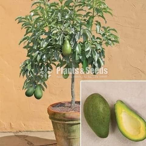 Bud Avacado Plants