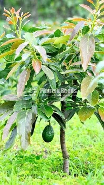 Bud Avacado Plants