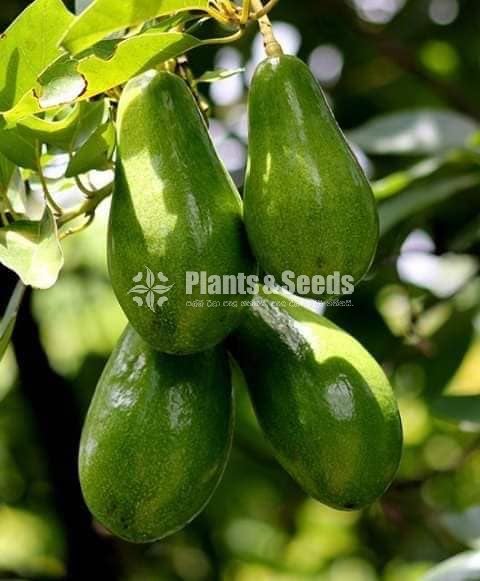 Bud Avacado Plants