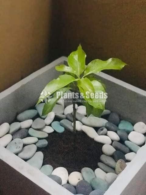 Bud Avacado Plants