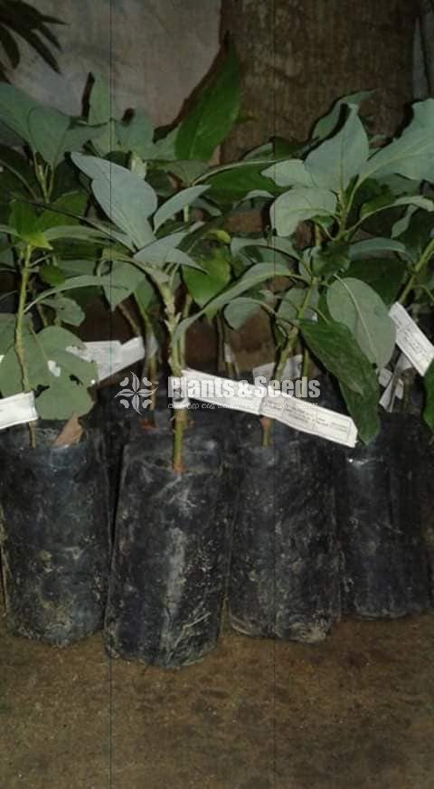 Bud Avacado Plants