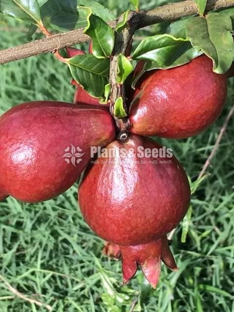 Red angle pomegranate