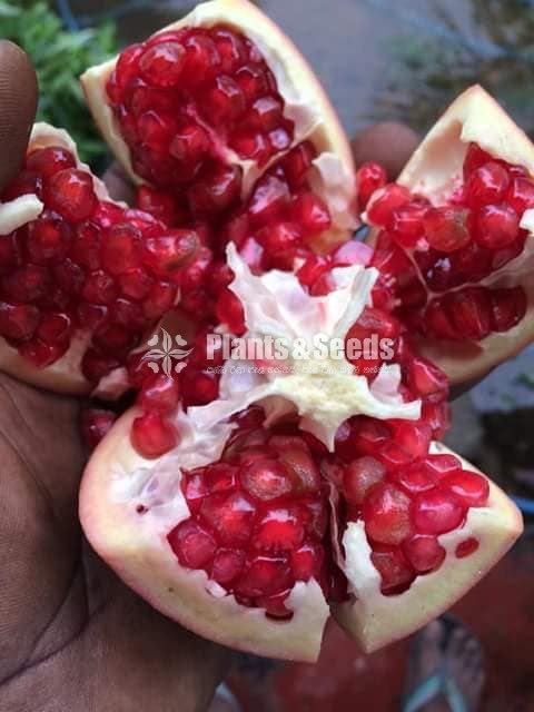 Red angle pomegranate