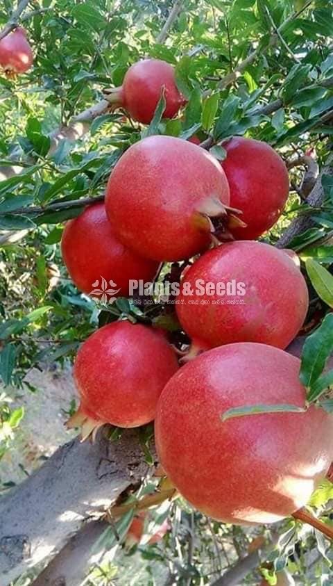 Red angle pomegranate