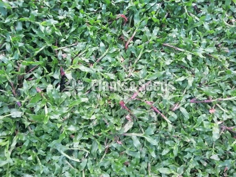 Malaysian Grass