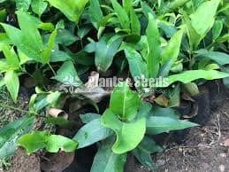 Jambu Plants