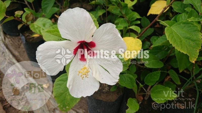 Hibiscus rosa-sinensis