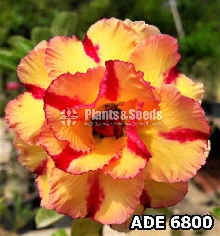  Adenium