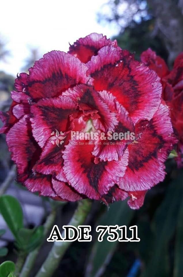  Adenium