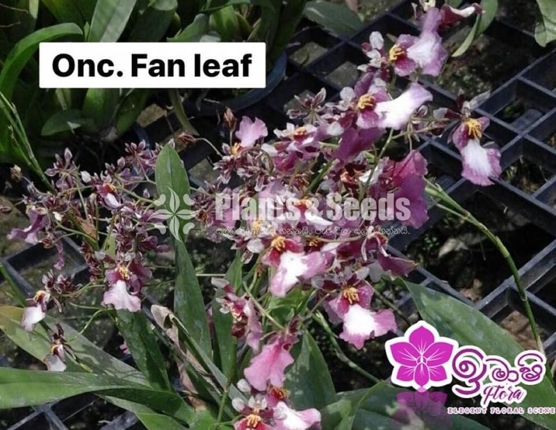 Oncidium Seeds