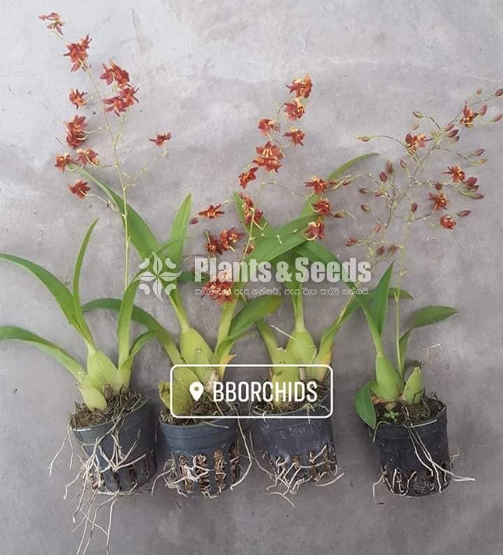 Oncidium Seeds