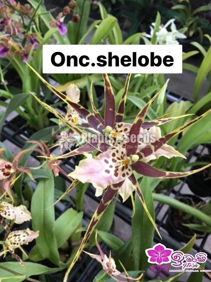 Oncidium Seeds