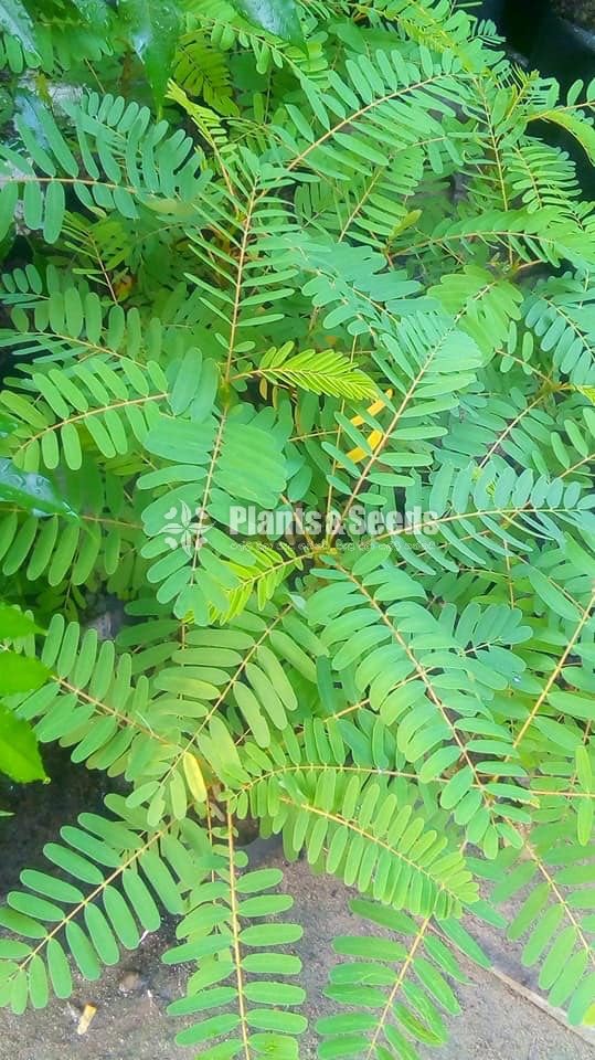 Vegetable Plants