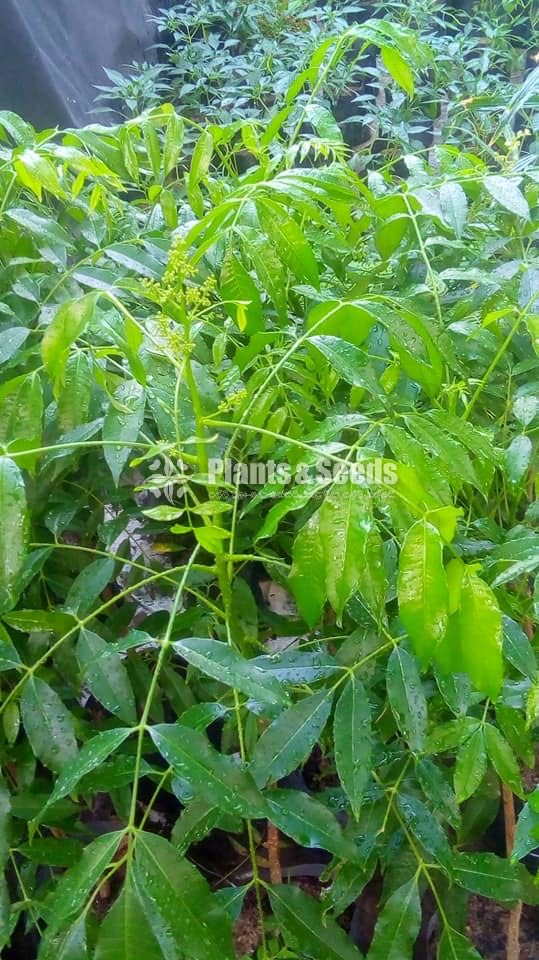 Vegetable Plants